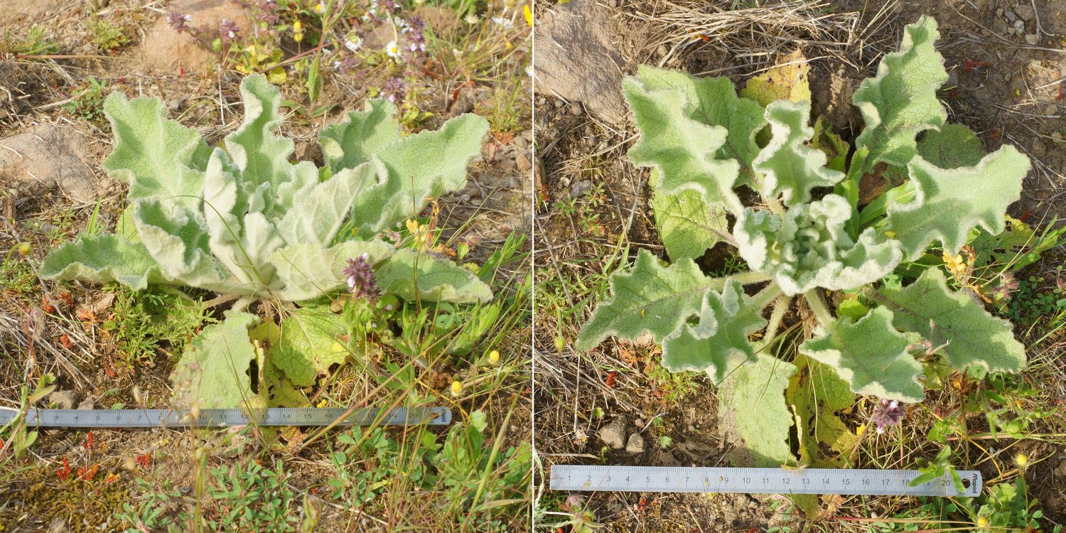 NB13853-54M1.b700-150r48.2 - Verbascum .. (la Molène ..) [Scrophulariaceae - Scrophulariales - Plantes] - rosace (D = 25cm), en garrigue - crête colline basse (V.-L.)