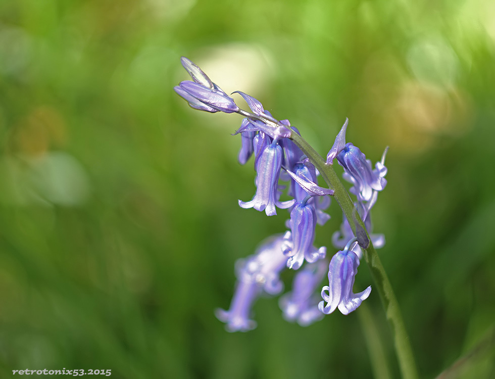 ' Promenons-nous dans le bois tant que ... ' 15042305580217393313198933