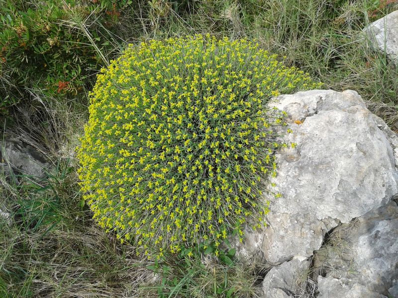 Euphorbia diverses rencontrées au fil de mes balades 1504231120117049613199916