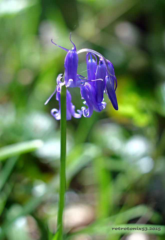 ' Promenons-nous dans le bois tant que ... ' 15042506531517393313204274