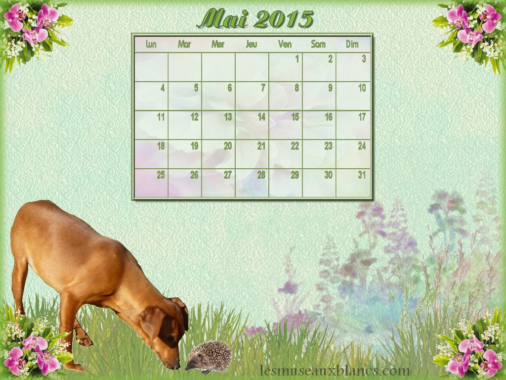 calendrier mai 2015 chien pinscher