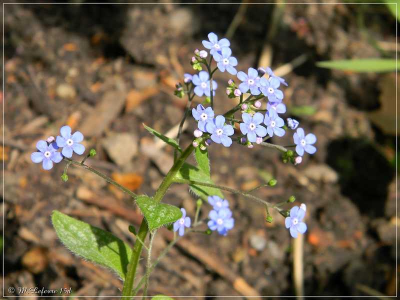 Copie de NONI bleu mini - Botanique 15d24 116