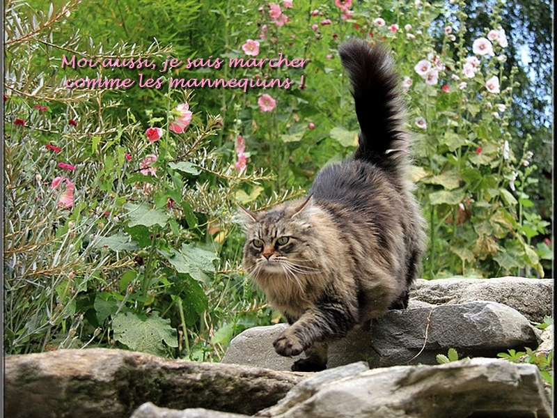 Mistigrette mannequin 1 com