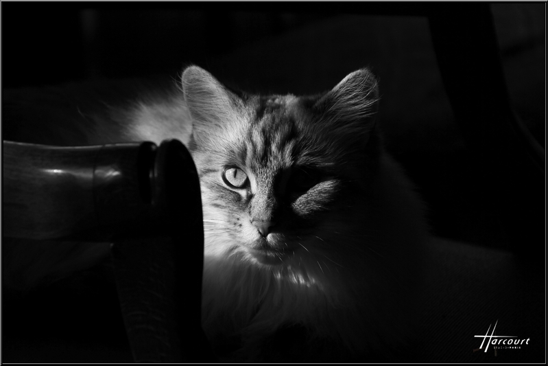 Book Albane 1 Harcourt