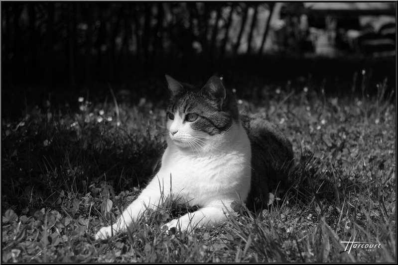 Book Mistral 1 Harcourt