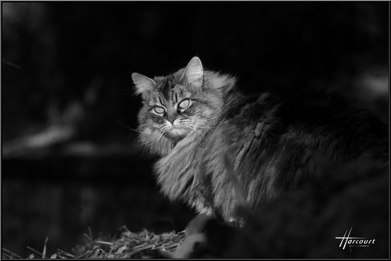 Book Mistigrette 1 Harcourt