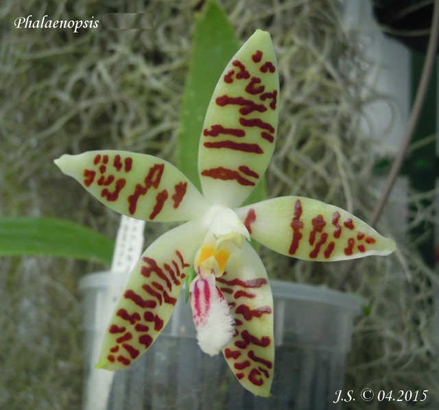 Phalaenopsis sumatrana var. paucivittata (zebrina) 15042810063811420013216039