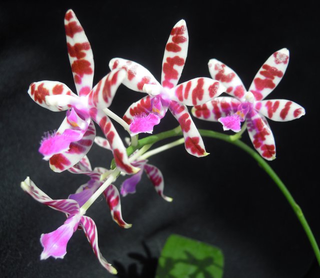 Phalaenopsis Lovely Marie (bastianii x mariae) 15043008345011420013221914