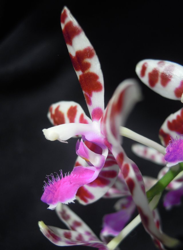 Phalaenopsis Lovely Marie (bastianii x mariae) 15043008345811420013221915