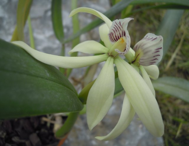 Prosthechea baculus 15050307052711420013232866