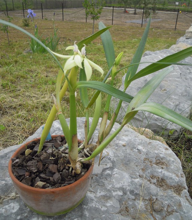 Prosthechea baculus 15050307054311420013232879