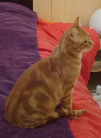 Link, jeune chat roux, né au printemps 2014 150509015523202013250288