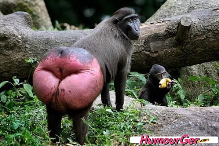 Cul de Babouin Cul de Babouin