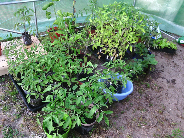 2015_05_09_nurserie tomates et cie