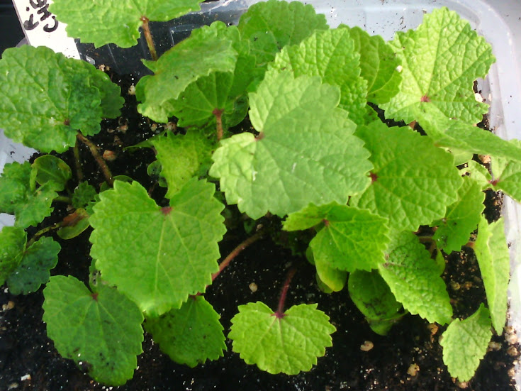 2015_05_09_semisRoseTremi&egrave;re