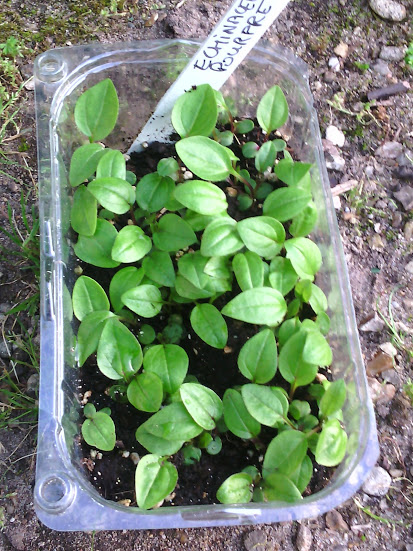 2015_05_09_&eacute;chinac&eacute;e pourpre