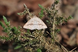 hétéro des landes : Petrophora chlorosata Mini_15051111214919759213258678