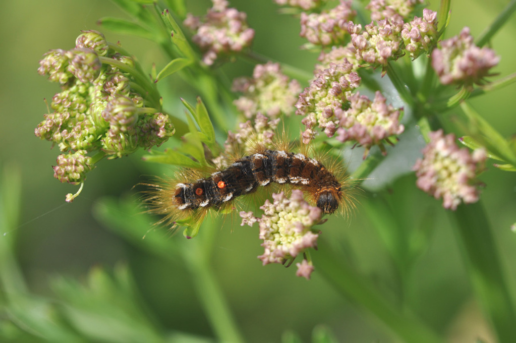 chenille sur ombelle : Euproctis chrysorroea 15051209312019759213261054