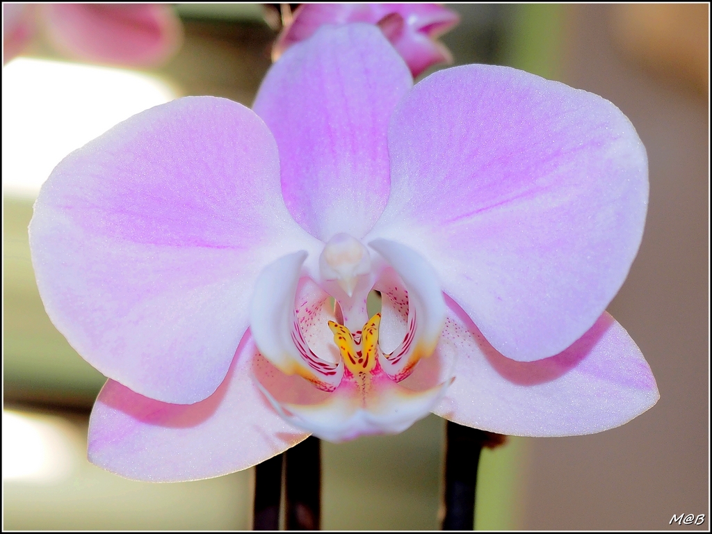 orchidées.. 15051511504118147113270221