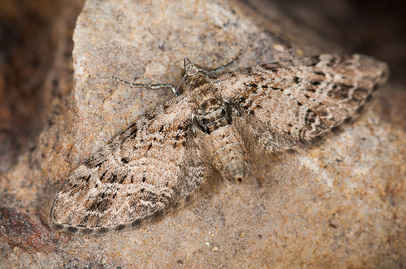 eupithecia - Eupithecia exiguata 1505180712113187613279193