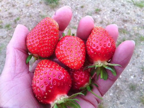premieres fraises