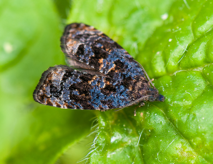 Choreutidae sp [Endothenia ustulana] 1505260704553187613302362