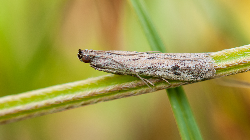 Pyralidae sp 1505300724123187613315224