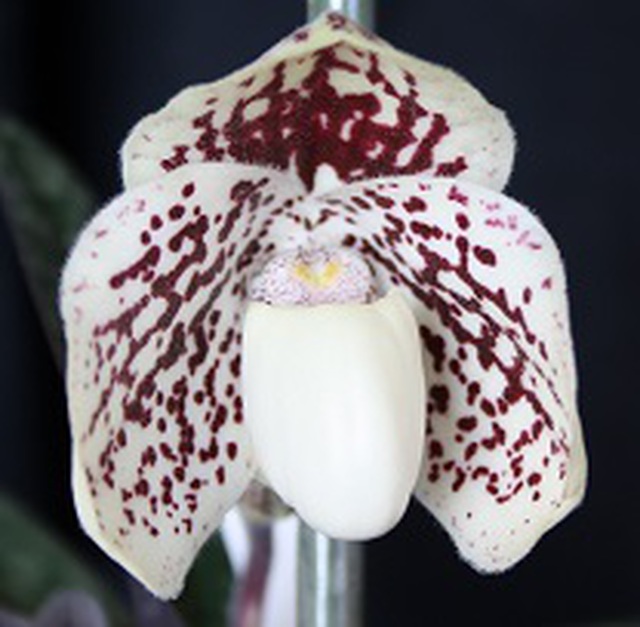 Paphiopedilum James Bacon x godefroyae 15053107424717861413318233