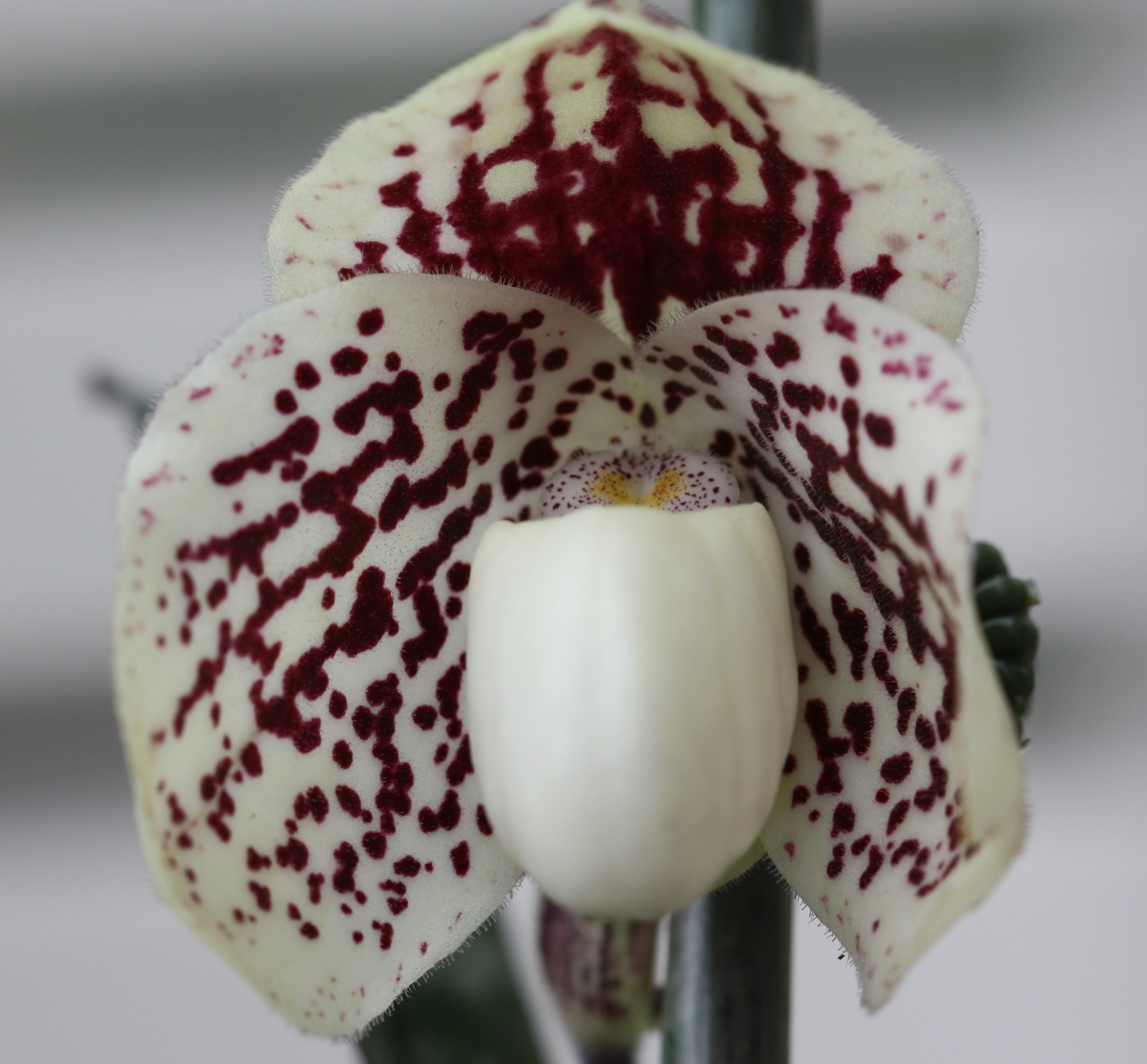 Paphiopedilum James Bacon x godefroyae 15060105013617861413321060