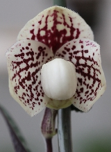 Paphiopedilum James Bacon x godefroyae Mini_15060105013017861413321059