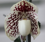 Paphiopedilum James Bacon x godefroyae Mini_15060105013617861413321060