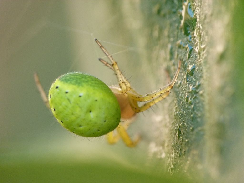 Araignée courge-Araniella cucurbitina - Araneidae (1)