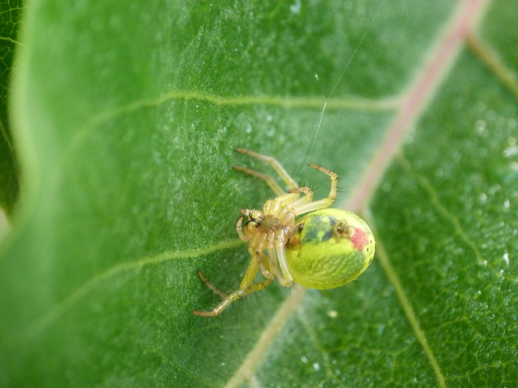 Araignée courge-Araniella cucurbitina - Araneidae (2)