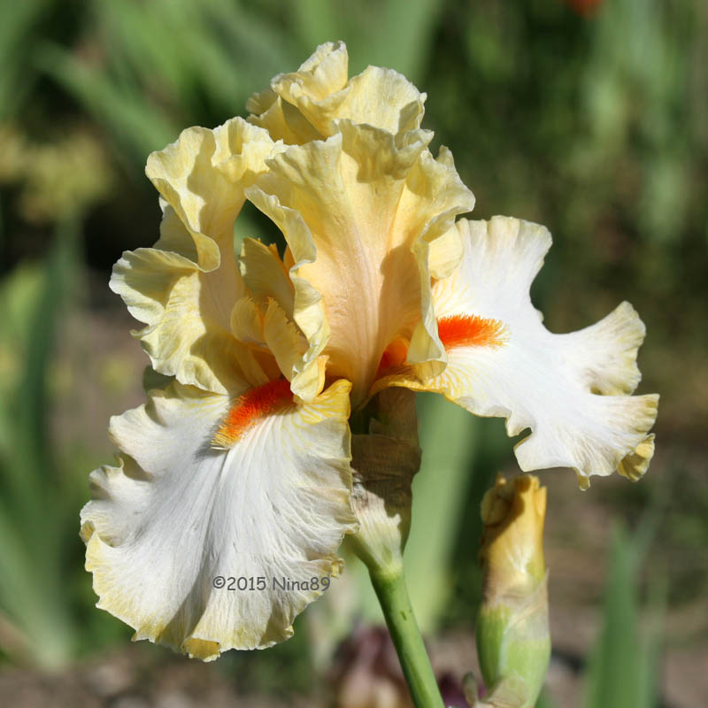 20150518_141_ChampagneWaltz 800