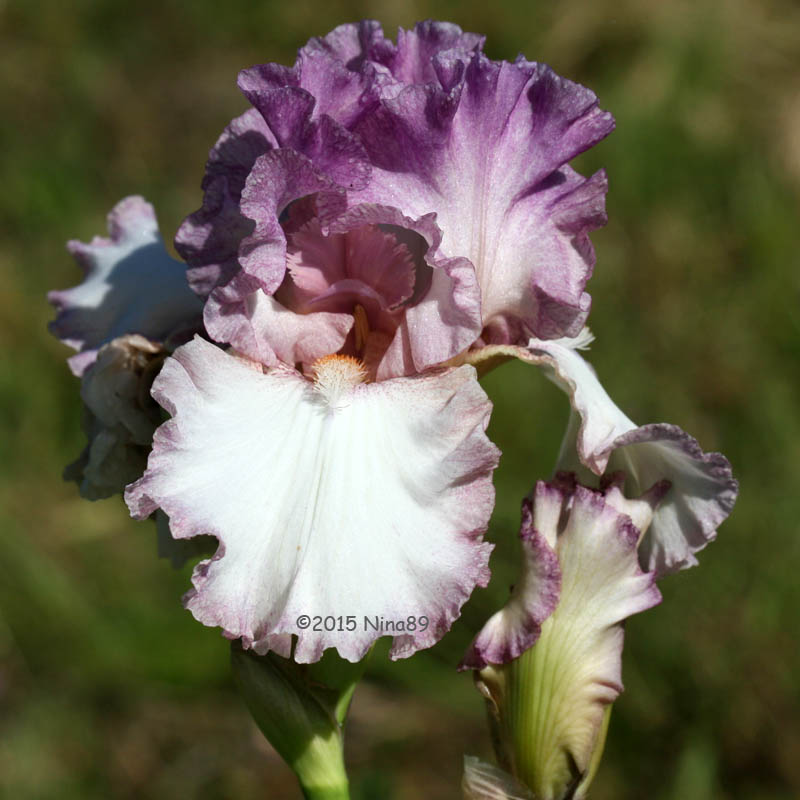 20150518_144_Striking 800