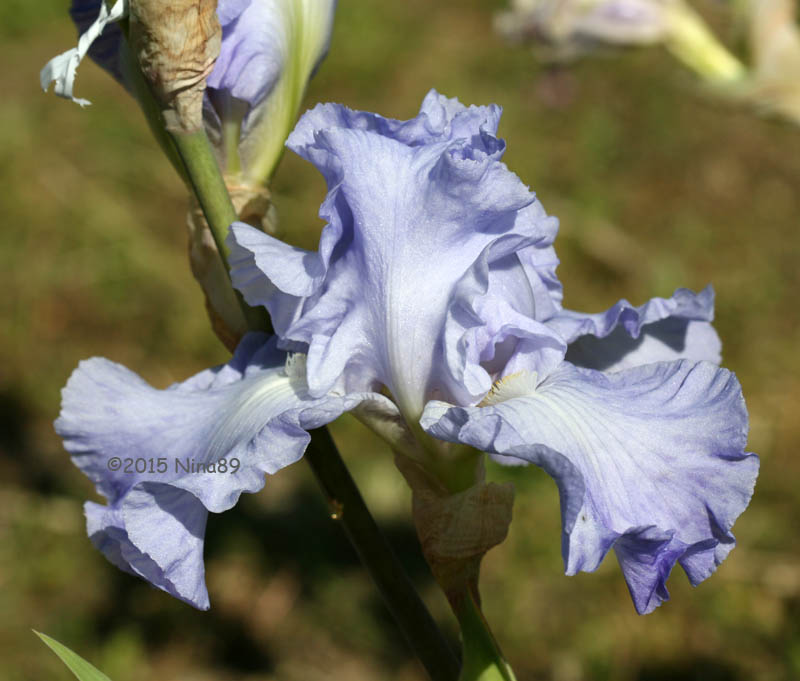 20150518_145_Tide's in800--