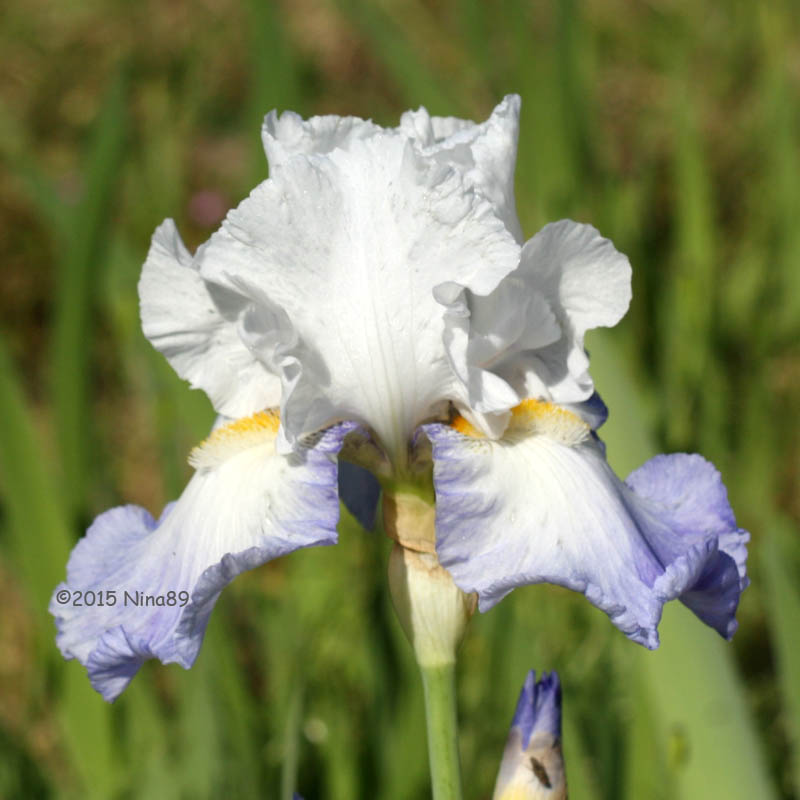 20150518_146_Alizées_800