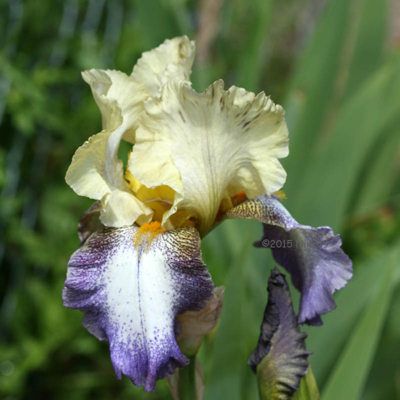 20150518_149_Tigibus4