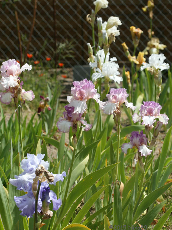 20150521_168_ensemble 600x800