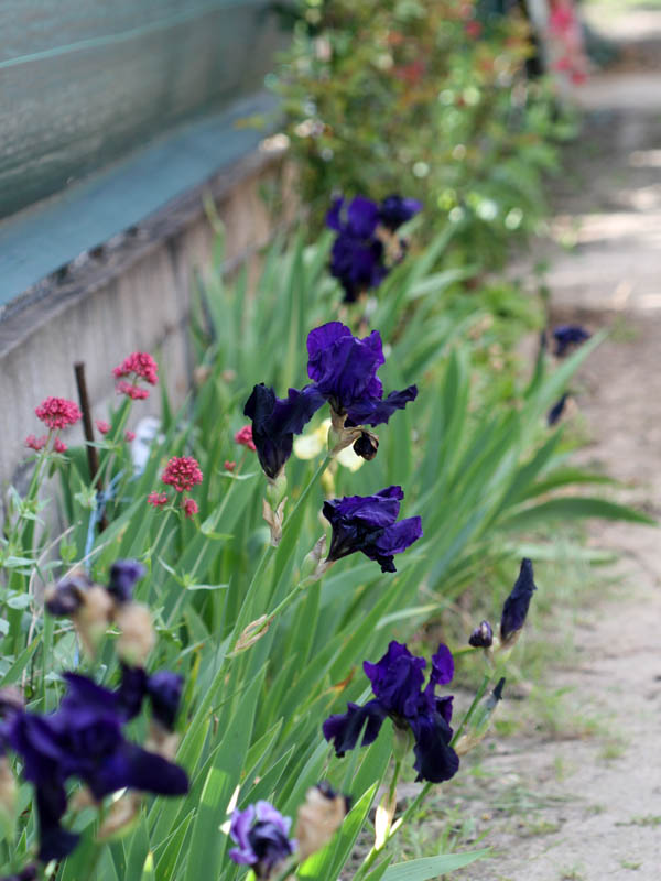 20150521_171_irisnoirsW&M_600x800