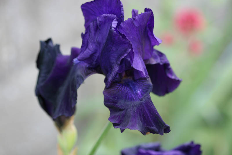 20150521_172_irisnoirsW&M