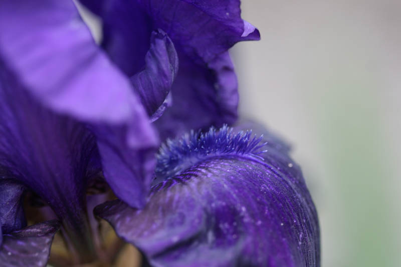 20150521_173_irisnoirsW&M