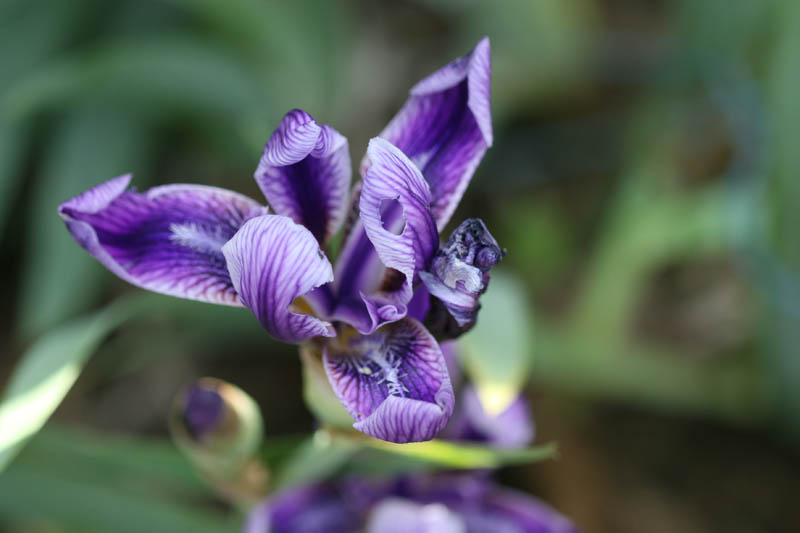 20150521_174_hybIrisNoirsW&M