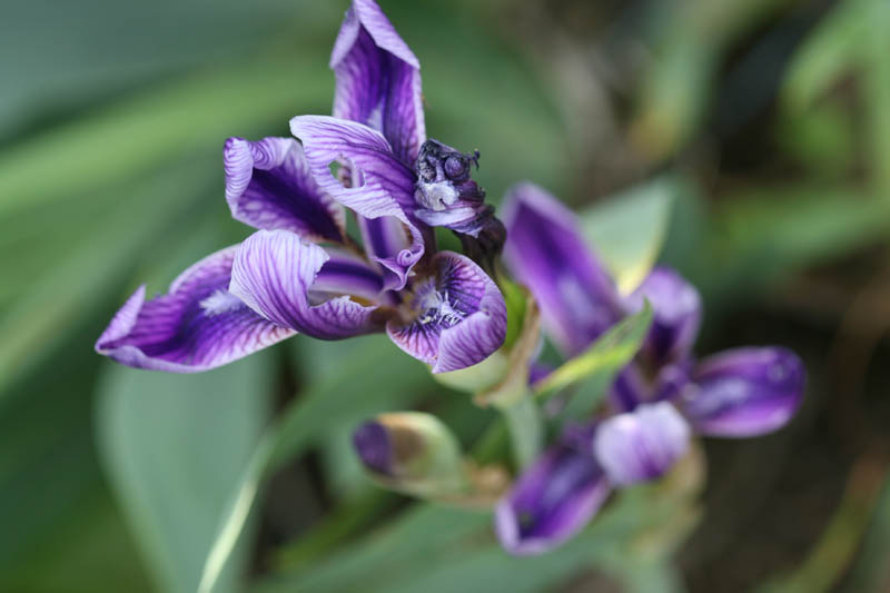 20150521_175_hybIrisNoirsW&M