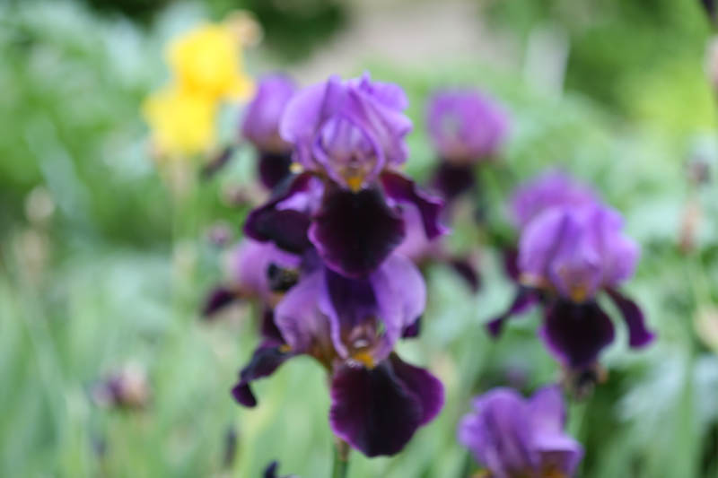 20150523_182_IrisBicolorsW&M flous