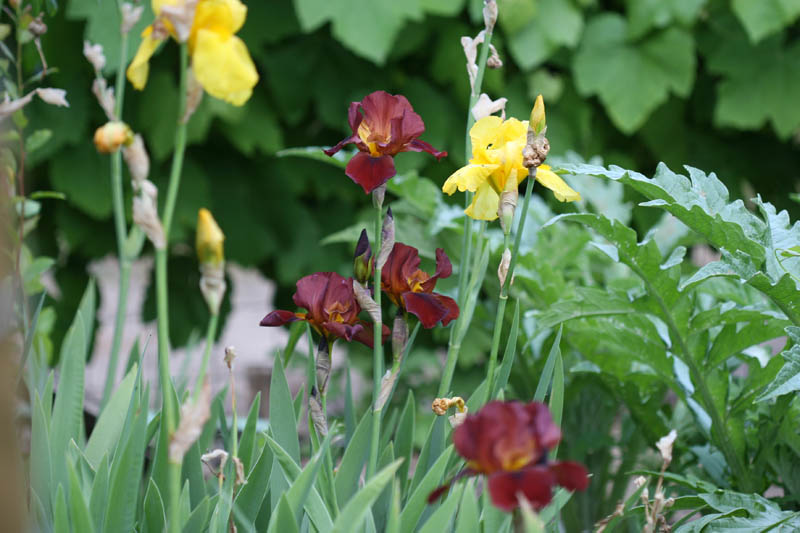 20150523_183_irisMarronW&M