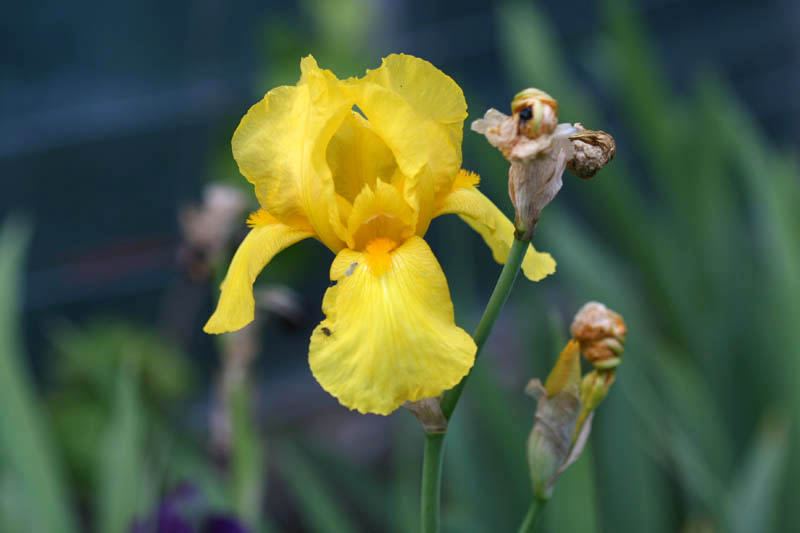 20150523_185_irisjauneW&M