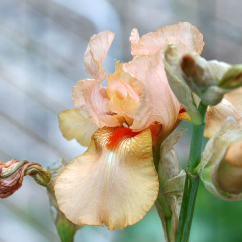 20150523_186_irisSaumonW&M_500x500