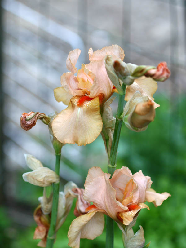 20150523_186_irisSaumonW&M_600x800