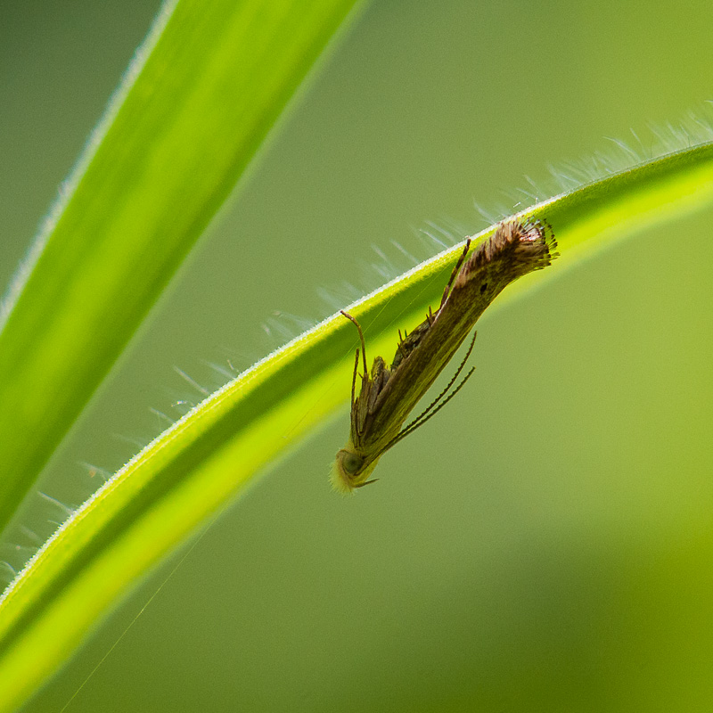 Micro de Lassy : Isophrictis et Pammene 1506071057473187613337845